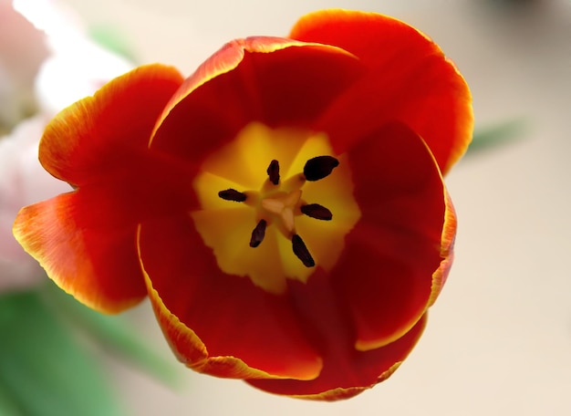 Tulip red macro