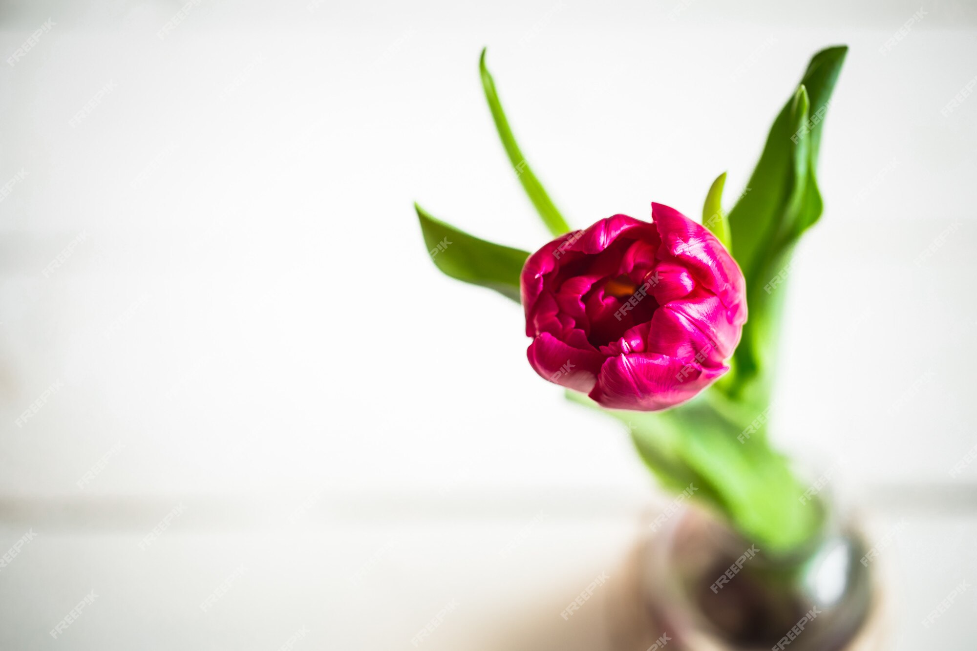 Premium Photo | Tulip top view,