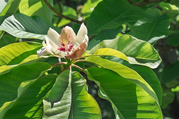 Tulip tree flower among foliage and branches.