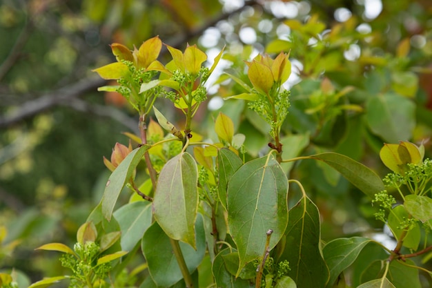 春のユリノキの葉。 liriodendrontulipifera。セレクティブフォーカス。春の背景。