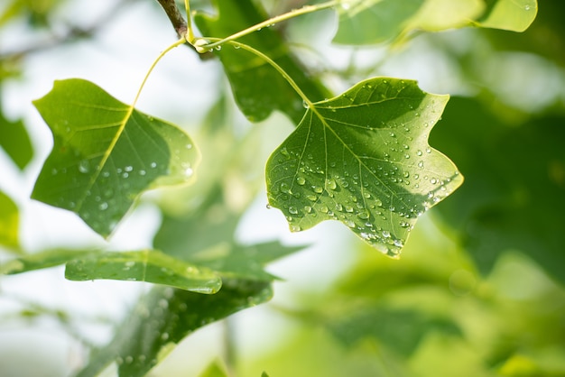 春のチューリップの木の葉。 Liriodendron tulipifera。