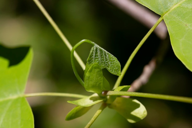 チューリップの木 Liriodendron Liriodendron tulipifera 木の枝に若い葉 春