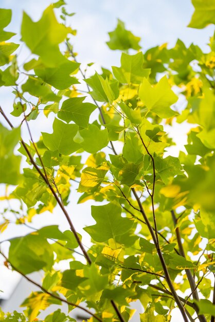 Photo tulip tree on sky background