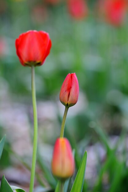 チューリップ。庭のチューリップの花。自然の背景。