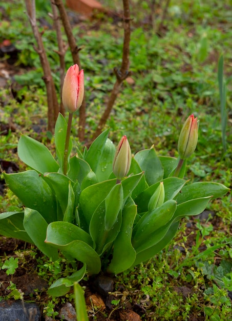 Тюльпан Tulipa с бутонами и цветами в Греции