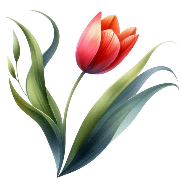 Foto acquerello di tulipano clipart fiore primaverile