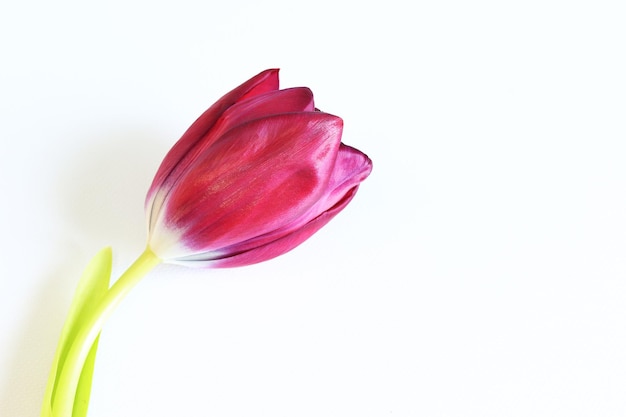 Tulip on a white background top view Spring flower lies on a white surface photo for creating postcards Copy space