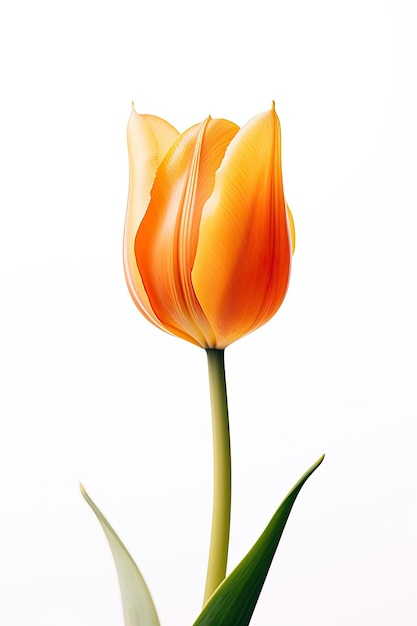 A tulip with a green stem and a flower in the corner.