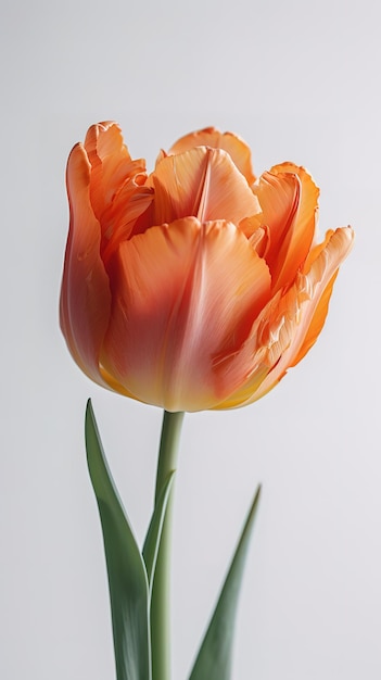 Photo a tulip with a green stem and a white background