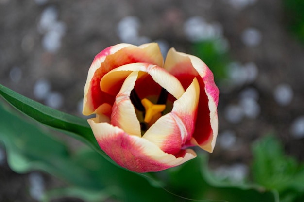 A tulip with a pink and yellow stripe.