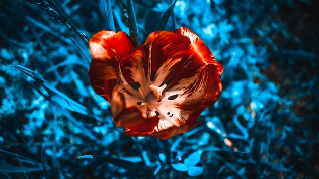 풀밭에 빨간색과 흰색 꽃잎이 있는 튤립 보케가 있는 매크로 꽃 파란색과 빨간색 톤의 사진 어두운 밤 사진