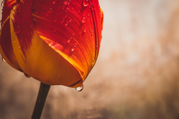 Photo tulip with water droplets in closeup