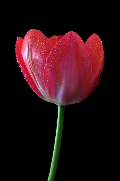 A tulip with water drops on it