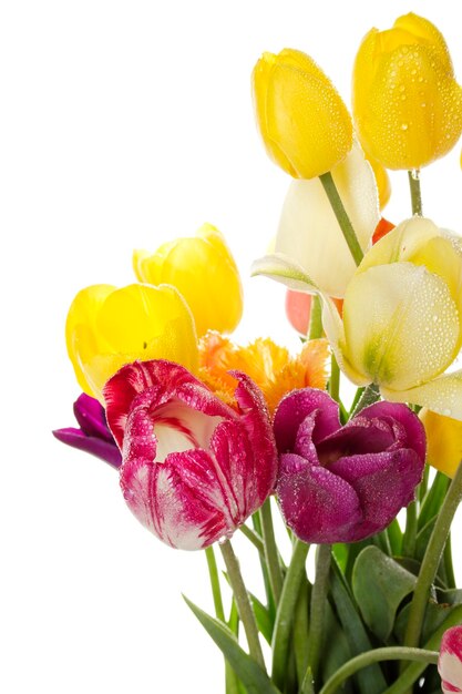 Tulip with water drops