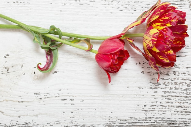 Tulip over wooden surface