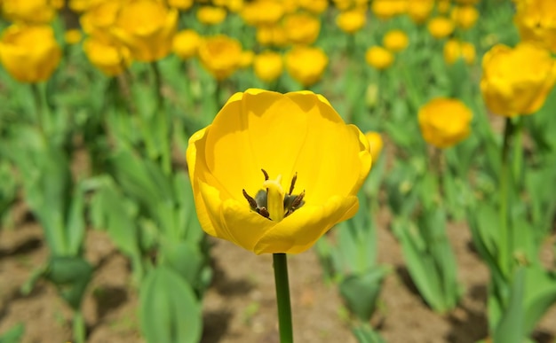 Tulip yellow macro