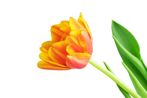 A tulip in yellow and orange