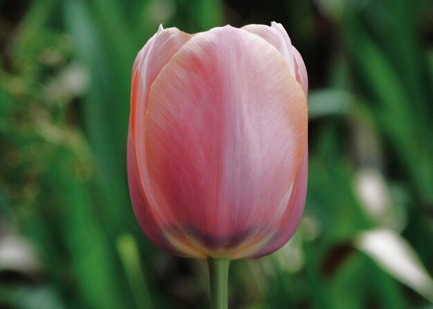 Tulip