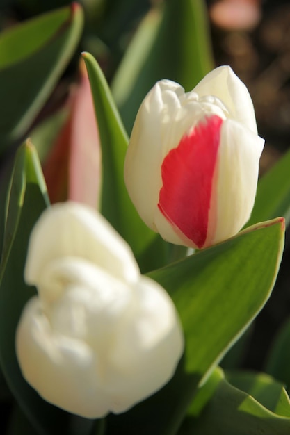 tulip