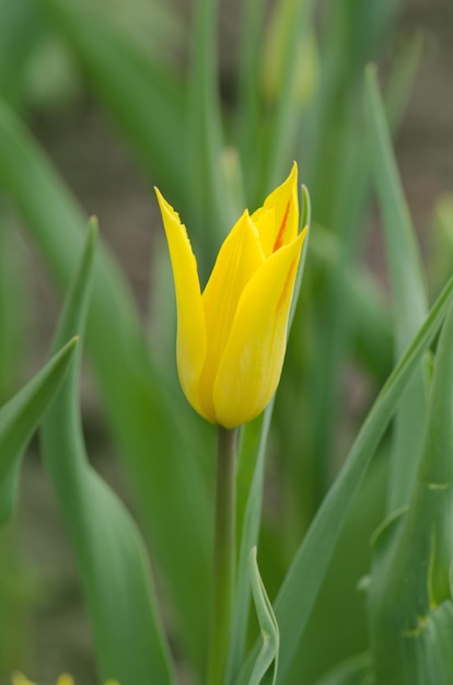 Tulipa bloem Seattle buiten Lelie bloeiende kleurrijke tulp