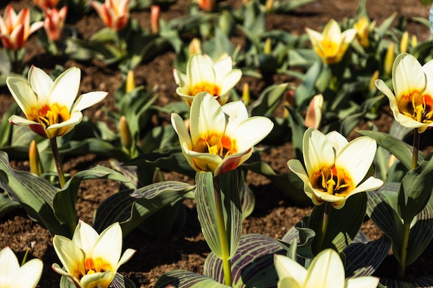 チューリップ マリーアンの花が育ち、植物園で咲きます