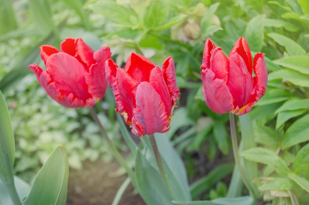 Tulipa Rococo rode papegaaitulp Rood bloeiende papegaaitulp bloemen