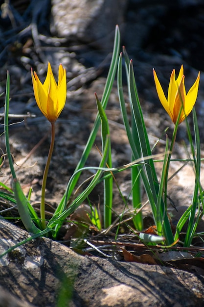 Tulipa sylvestris ssp australis