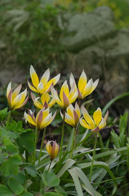 정원에서 자라는 Tulipa Tarda Tulip tarda 꽃 작은 튤립 Tarda