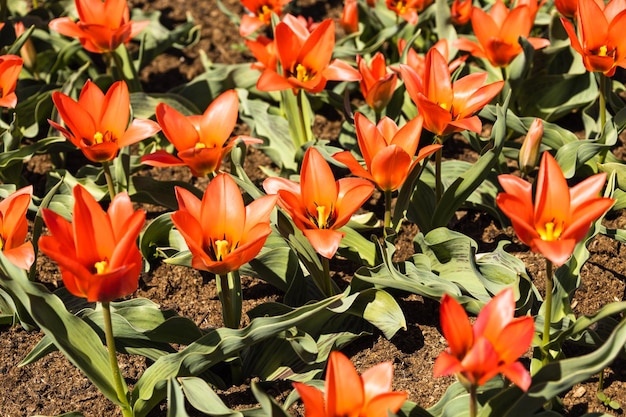 Tulipa Toronto bloemen groeien en bloeien in de botanische tuin