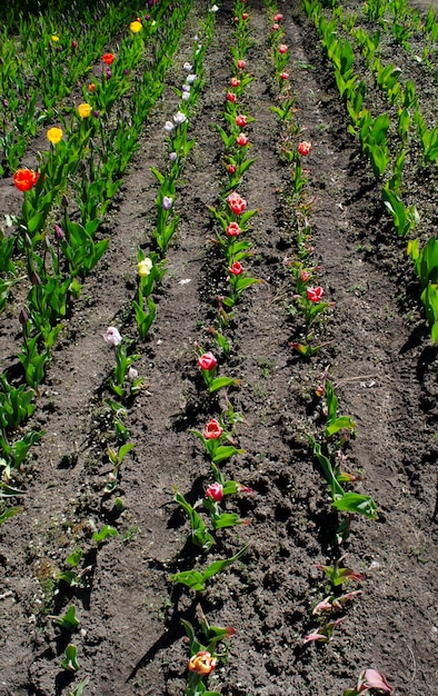 tulipanes florecidos plantacion de tulipanes