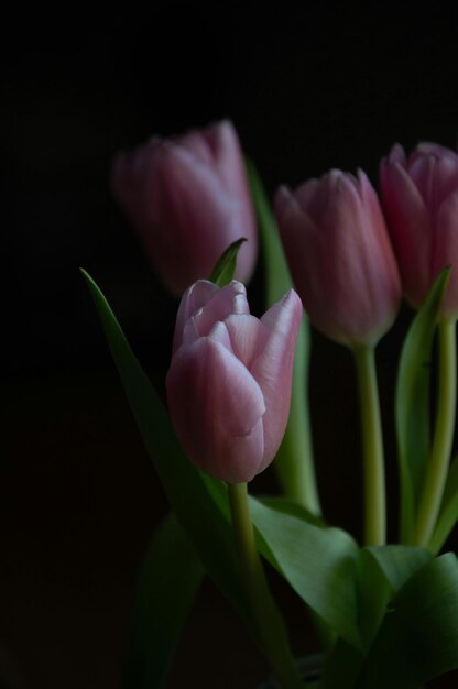 Photo tulips are beloved springblooming flowers known for their vibrant colors