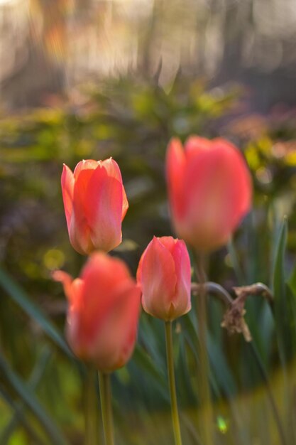 Photo tulips are beloved springblooming flowers known for their vibrant colors