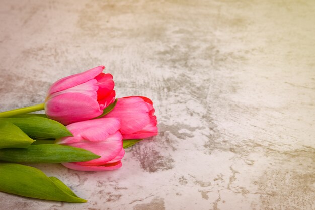 Tulips are bright, fresh, pink on a light gray table close-up.