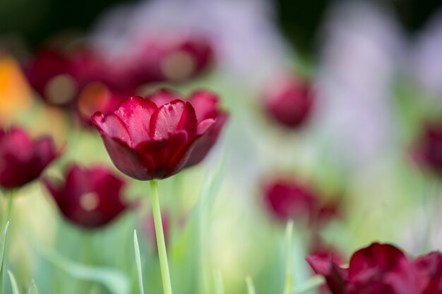 Tulips in background for Easter concept