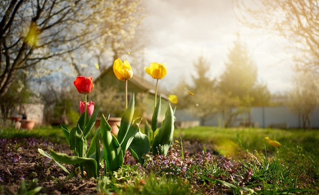 Tulips on the background of a rural house in summer