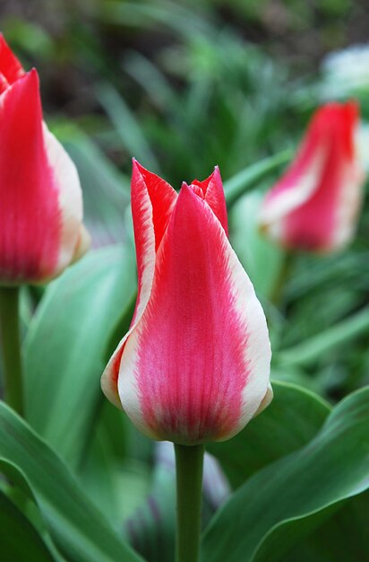 Tulips in a bed of green