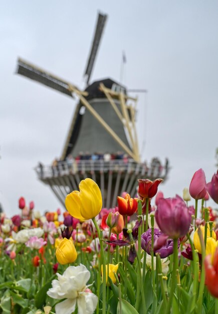 Tulips in bloom against cloudy sky