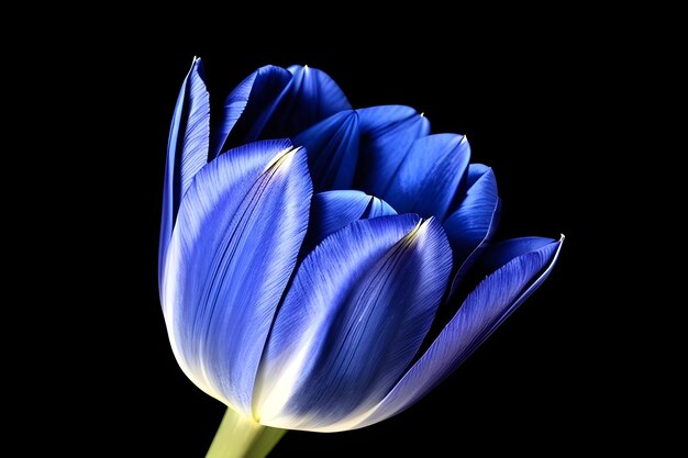 Photo tulips bloom colorful with stems and leaves isolated against a black background