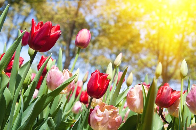 Tulips bloom in the garden