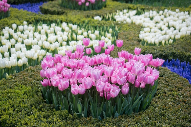 Tulips bloom in the spring season