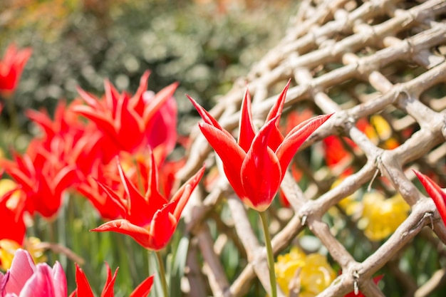 Tulips bloom in the spring season