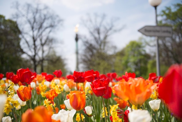 Tulips blooming on field against sky