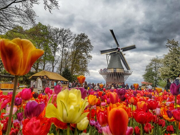 Photo tulips blooming in park against cloudy sky