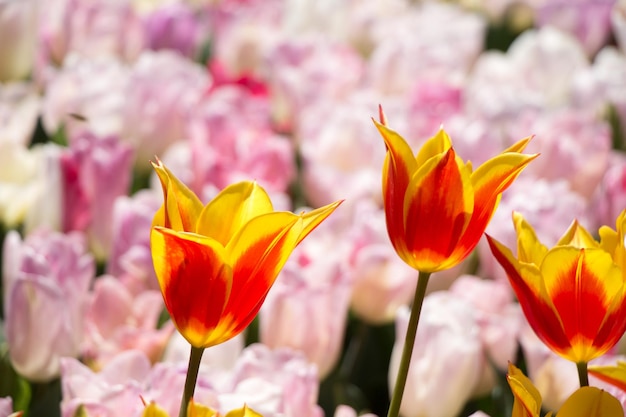 Tulips Blooming in Spring