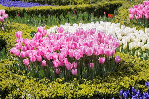 Tulips Blooming in Spring