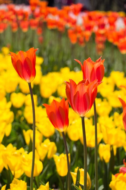 Tulips Blooming in Spring