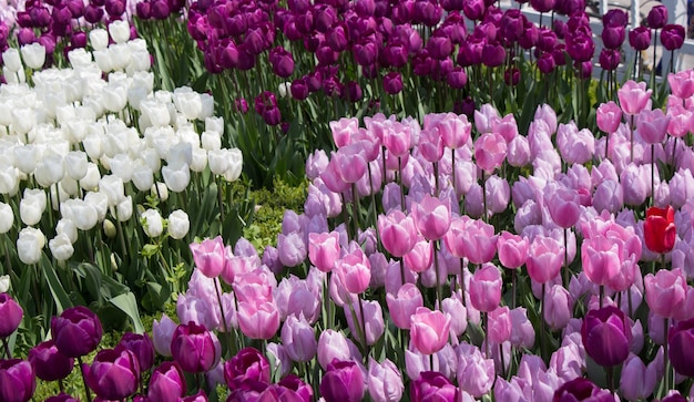 Tulips Blooming in Spring