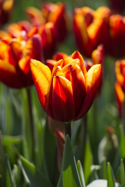 Tulips Blooming in Spring