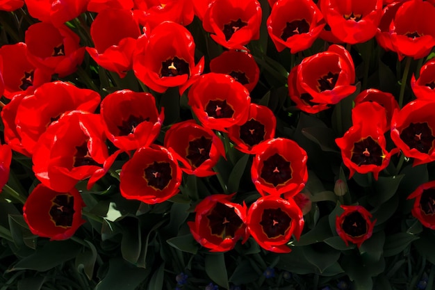 Tulips Blooming in Spring