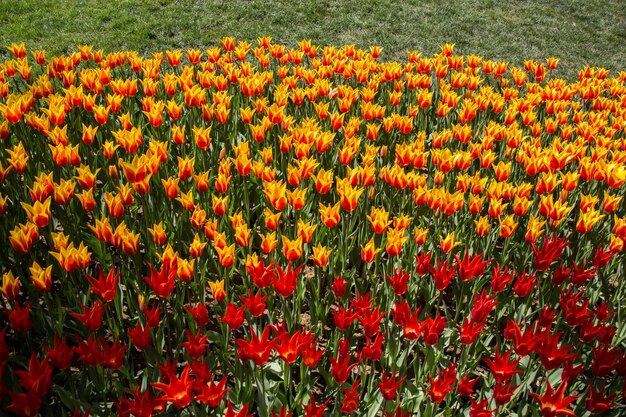 Tulips Blooming in Spring